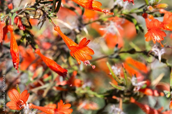 Fototapeta California fuchsia shrub