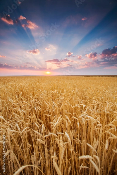 Fototapeta field wheat ears in rays of the setting sunset