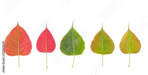 Fototapeta Top view a group red and green leaves shape heart (nature color) of Ficus religiosa (Bo Tree, Bodhi Tree, Pipal Tree) isolate on white background.
