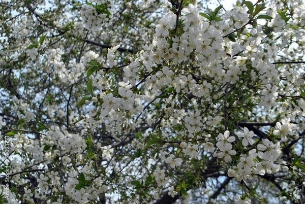 Obraz white flowers on a tree