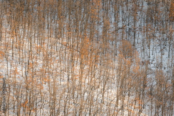 Obraz Oak trees forest hill pattern on cold snowy day