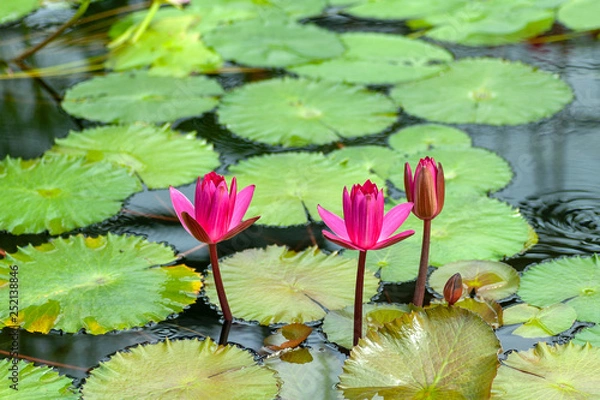 Obraz Water lily in Japan