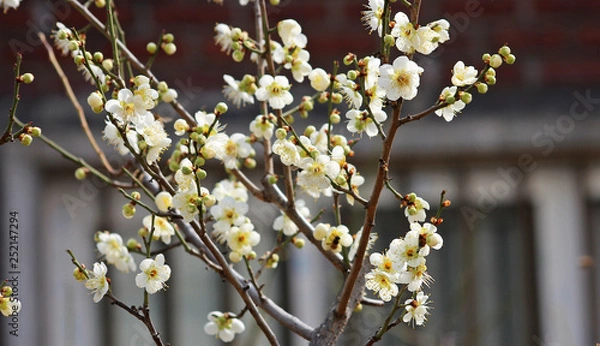 Fototapeta 초봄 흰매화