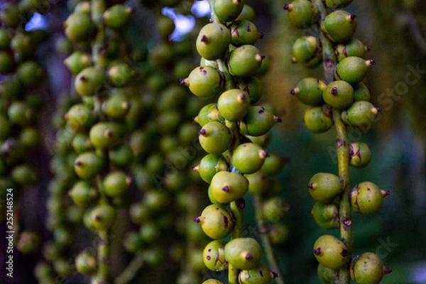Fototapeta Zielone Jagody