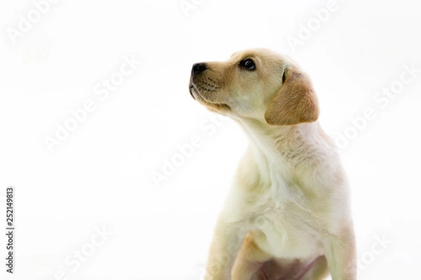 Fototapeta Small Yellow Lab Puppy
