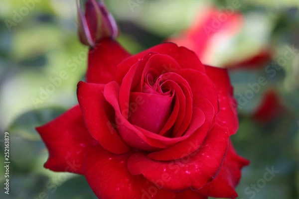 Fototapeta 赤い薔薇