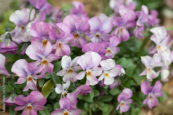 Fototapeta 紫色のビオラの花