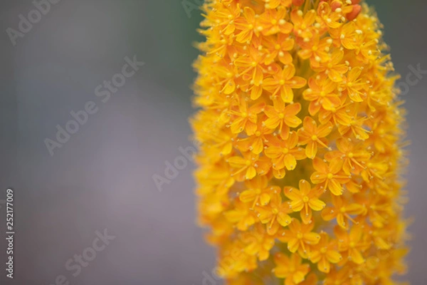 Fototapeta オレンジ色のブルビネラ