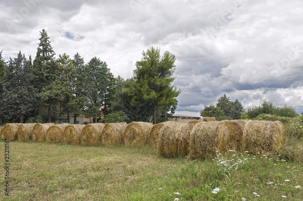 Obraz Rolling haystacks.