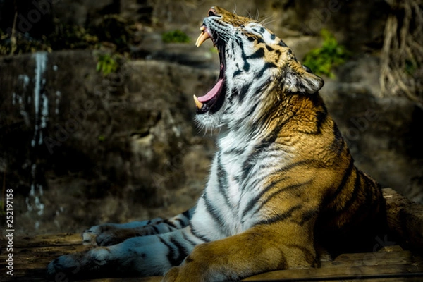 Fototapeta Yawning tiger