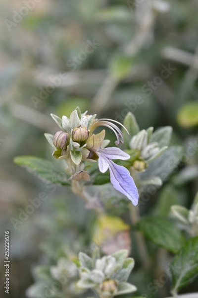Fototapeta Tree germander