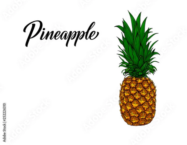 Fototapeta Vintage pineapple in hand-drawn sketch style isolated on white background. Graphic art of exotic tropical fruit. Vector tropical summer fruit - ananas illustration with pineapple lettering.