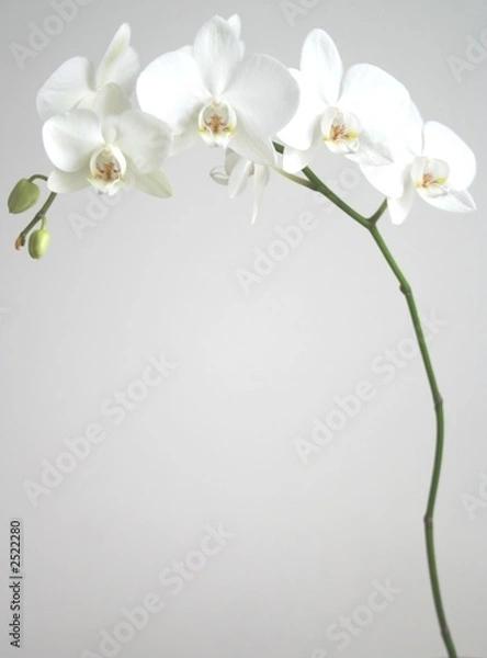 Fototapeta biała orchidea