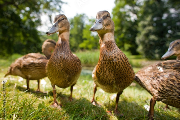 Obraz Cute ducklings
