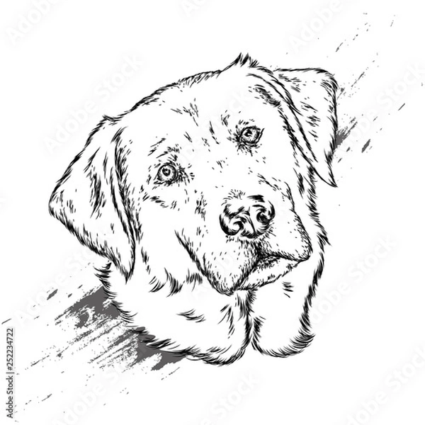 Obraz Portrait of a dog or puppy. Vector illustration for greeting card or poster, print on clothes.