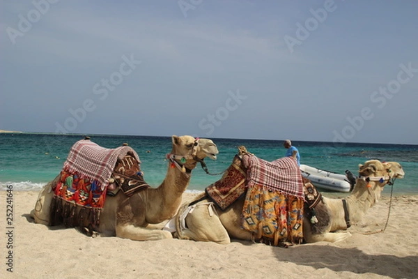 Fototapeta Kamel am Strand