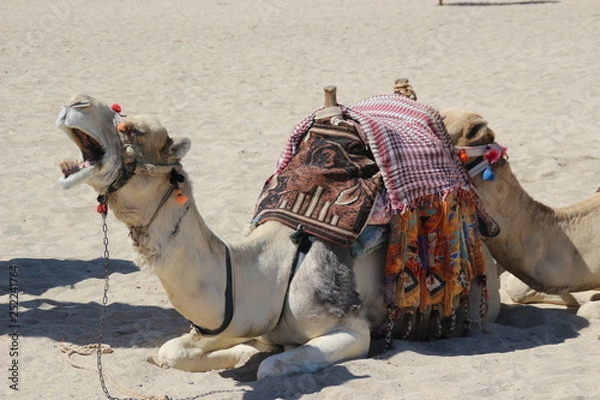 Obraz Kamel am Strand
