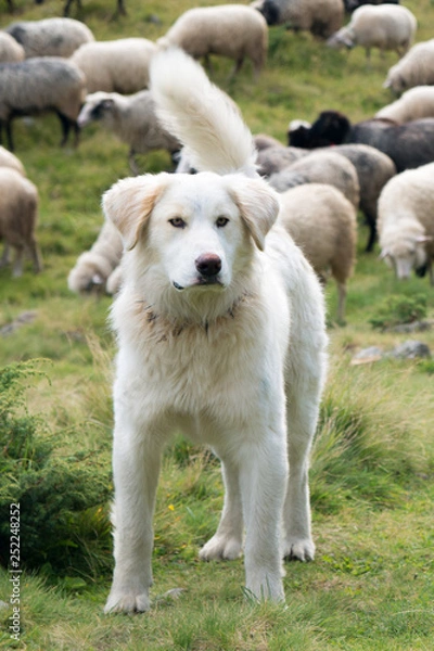 Obraz A shepherd dog in a tenderness moment with the sheep he guards