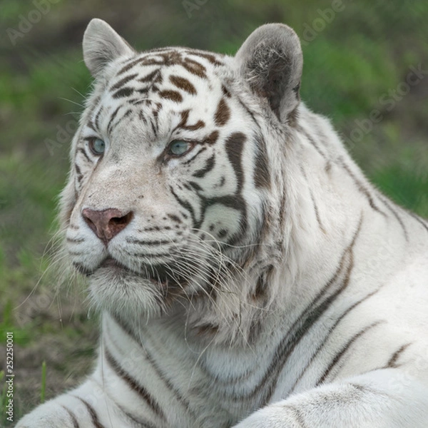 Obraz close up of a white tiger