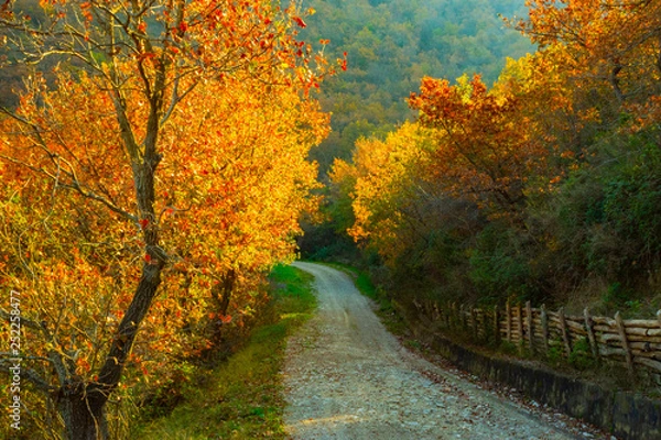 Obraz Sentiero autunnale