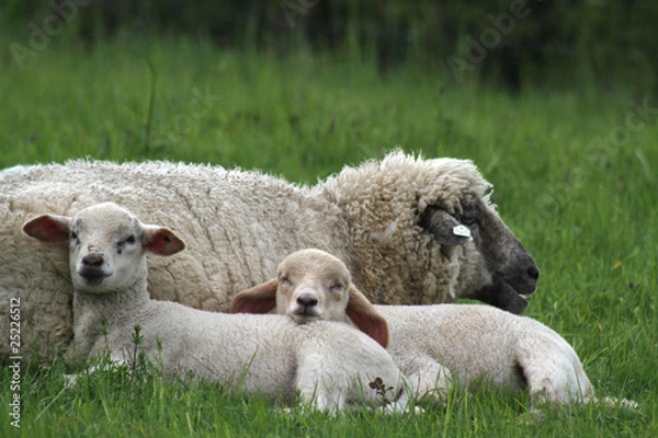 Obraz Lämmer mit ihrer Mutter