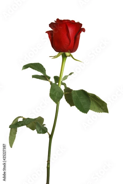 Obraz beautiful red rose isolated