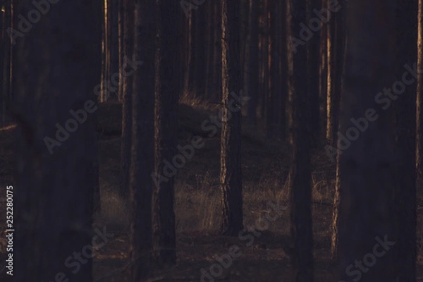 Fototapeta trees in a forest
