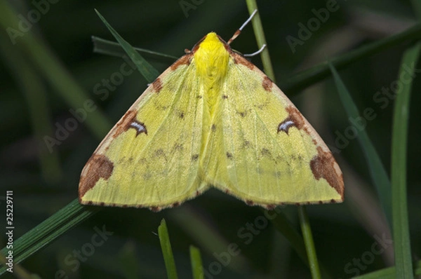 Obraz brimstone moth at dusk