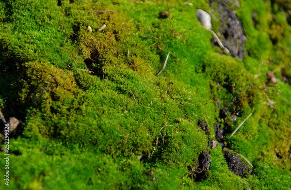 Fototapeta moss on tree