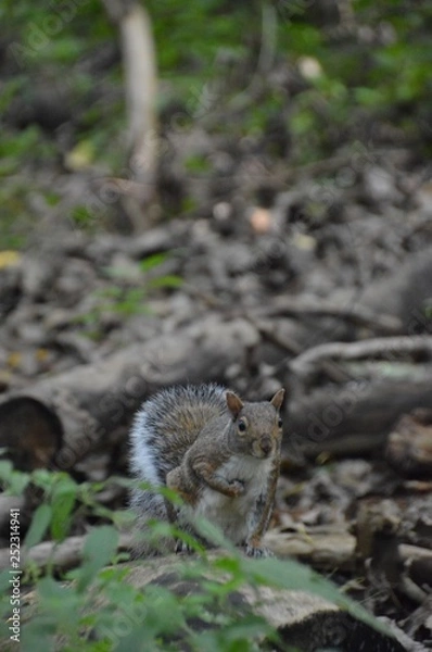 Fototapeta Écureuil