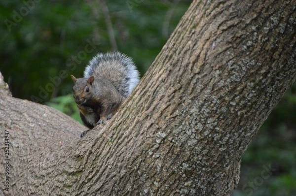 Fototapeta Écureuil