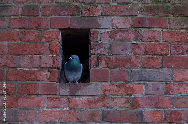 Fototapeta pigeon in the window