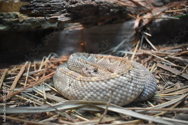Obraz Zoo Snake