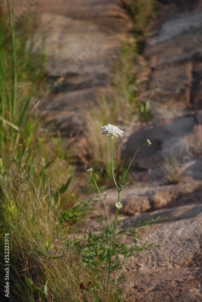 Obraz Sea Flower Rock
