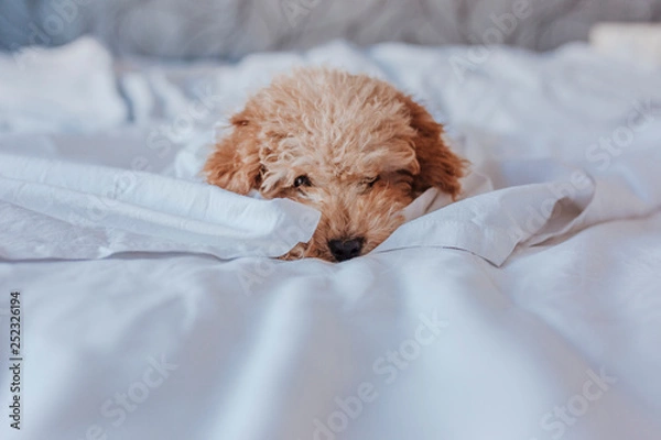 Obraz portrait of a Cute toy poodle standing on bed and looking at the camera, daytime, indoors.