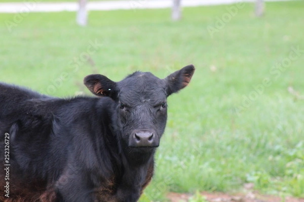 Obraz Black Calf