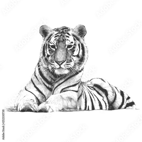 Obraz Tiger vector illustration hand drawn