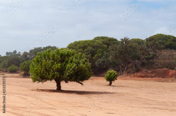Fototapeta tree in the desert