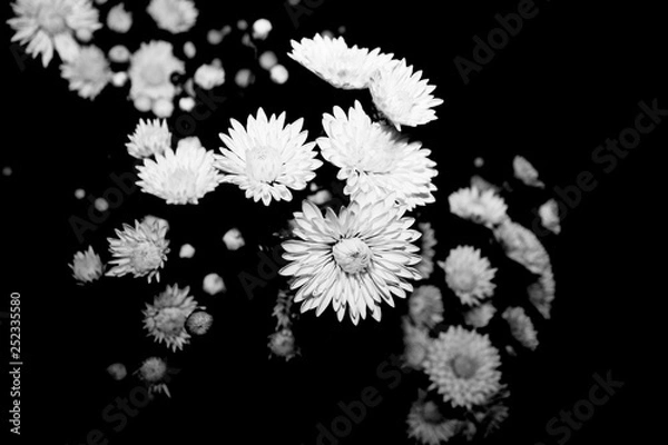 Obraz abstract floral background with flowers