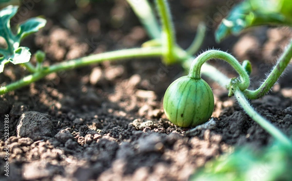 Fototapeta Young watermelon growing in the field. Little green melon in the garden. Stock background, photo