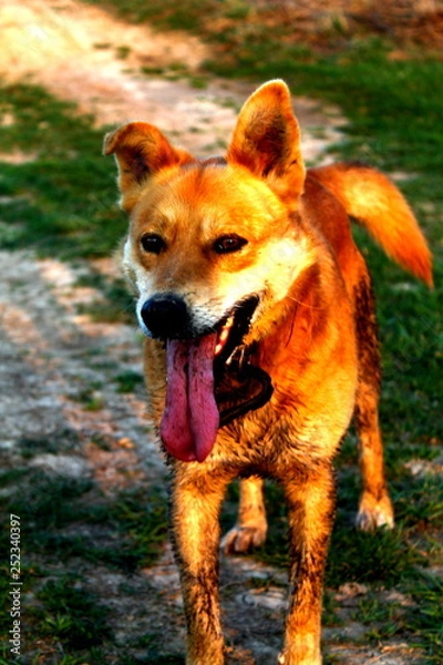 Fototapeta dog on grass