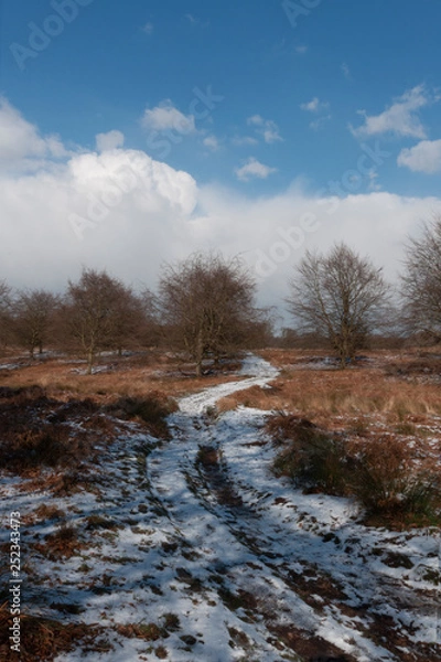Obraz road through field 