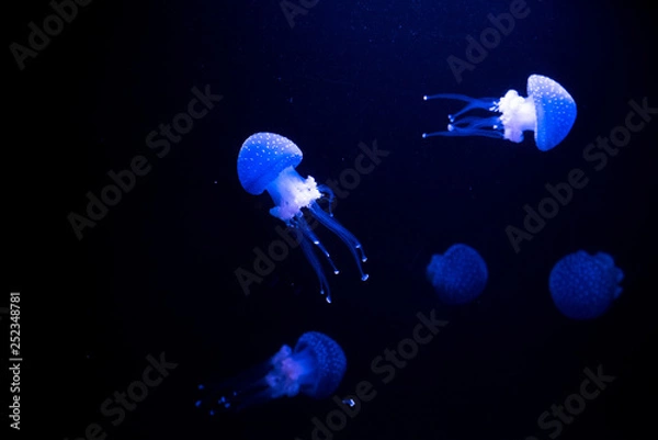 Obraz Oceanarium aquarium of Lisbon, large collection of marine species.