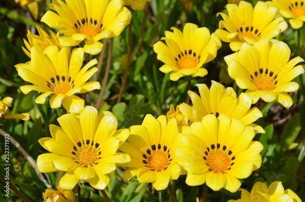 Obraz ガザニアの花壇１