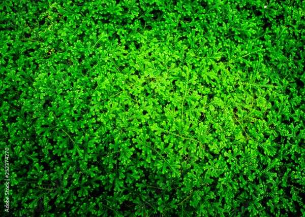 Fototapeta Green leaf background.