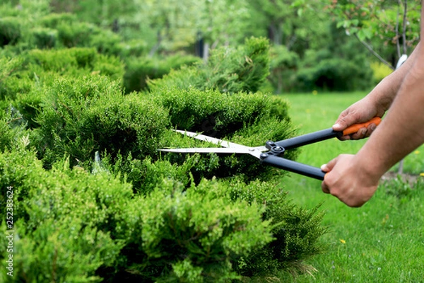 Fototapeta Cossack juniper ( lat. Juniperus sabina). Shearing of the juniper with gardening scissors, Soft focus. Garden art/ design/ landscape. Topiary. Blurred background with juniper.