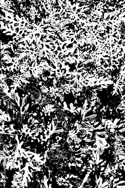 Obraz シダモノクロ１