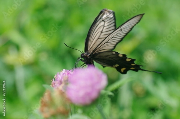 Fototapeta ジャコウアゲハと赤爪草