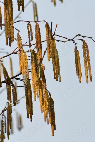 Obraz catkins in spring