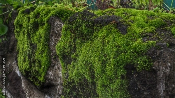 Fototapeta OLYMPUS DIGITAL CAMERA